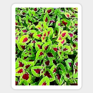 coleus leaves pattern Sticker